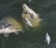 Polen schließt Quecksilber als Ursache für Fischsterben aus